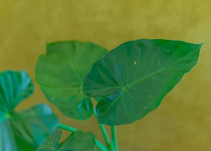 Fabrica 12 * Cluj-Napoca